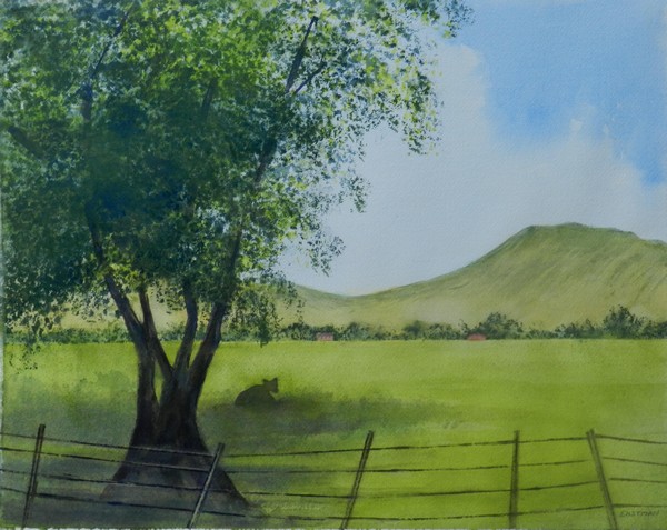 Cow under Shade, Livingston, Montana  .jpg